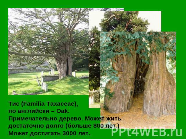 Тис (Familia Taxaceae), по английски – Oak. Примечательно дерево. Может жить достаточно долго (больше 800 лет.) Может достигать 3000 лет.
