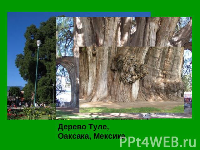 Дерево Туле, Оаксака, Мексика