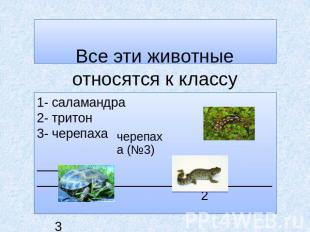 Все эти животные относятся к классу земноводных: 1- саламандра 2- тритон 1 3- че