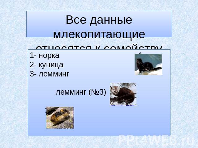 Все данные млекопитающие относятся к семейству куньих: 1- норка 1 2- куница 3- лемминг лемминг (№3) 2 3