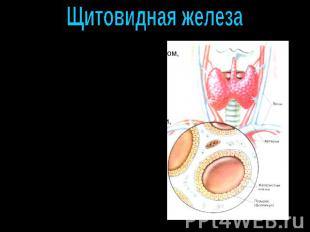 Щитовидная железа Имеет две доли, соединенные перешейком, состоящие из микроскоп