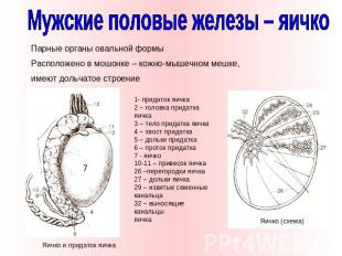 Мужские половые железы – яичко Парные органы овальной формы Расположено в мошонк
