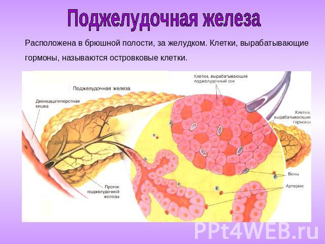 Поджелудочная железа Расположена в брюшной полости, за желудком. Клетки, вырабатывающие гормоны, называются островковые клетки.