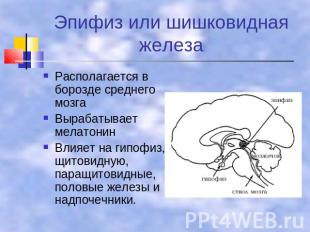 Эпифиз или шишковидная железа Располагается в борозде среднего мозга Вырабатывае