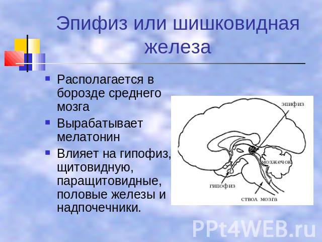 Эпифиз или шишковидная железа Располагается в борозде среднего мозга Вырабатывает мелатонин Влияет на гипофиз, щитовидную, паращитовидные, половые железы и надпочечники.