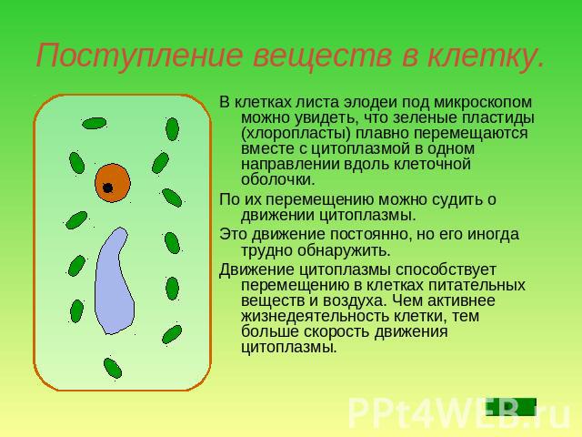Поступление веществ в клетку. В клетках листа элодеи под микроскопом можно увидеть, что зеленые пластиды (хлоропласты) плавно перемещаются вместе с цитоплазмой в одном направлении вдоль клеточной оболочки. По их перемещению можно судить о движении ц…