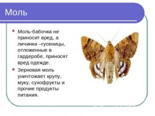 Моль Моль-бабочка не приносит вред, а личинки –гусеницы, отложенные в гардеробе,