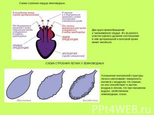 Схема строения сердца земноводных. Два круга кровообращения и трехкамерное сердц