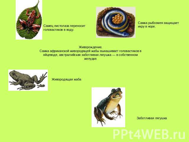 Самец листолаза переноситголовастиков в воду. Самка рыбозмея защищает икру в норе. Живорождение. Самка африканской живородящей жабы вынашивает головастиков в яйцеводе, австралийская заботливая лягушка — в собственном желудке. Живородящая жаба