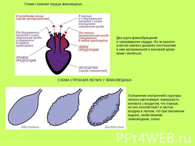 Схема строения сердца земноводных. Два круга кровообращения и трехкамерное сердце. Из-за разного участия кожного дыхания соотношение в нем артериальной и венозной крови может меняться. СХЕМА СТРОЕНИЯ ЛЕГКИХ У ЗЕМНОВОДНЫХ Усложнение внутренней структ…
