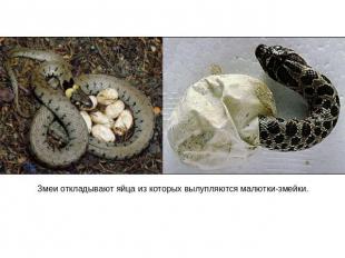 Змеи откладывают яйца из которых вылупляются малютки-змейки.