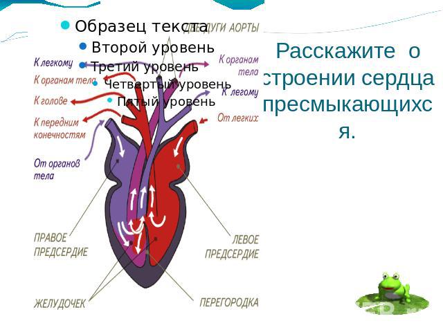 Сердце пресмыкающихся отличается от сердца земноводных. Строение сердца земноводных. Сердце земноводных и пресмыкающихся. Сердце амфибий и рептилий. Сердце земноводных.