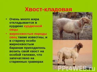 Хвост-кладовая Очень много жира откладывается в курдюке курдючной овцы жирнохвос