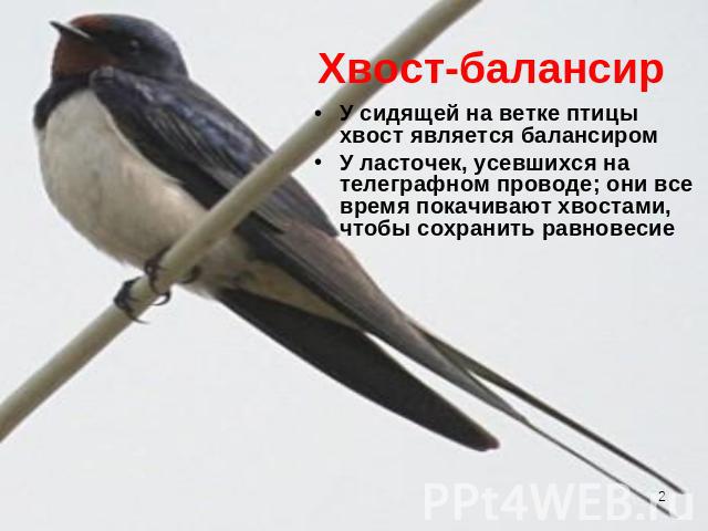 Хвост-балансир У сидящей на ветке птицы хвост является балансиром У ласточек, усевшихся на телеграфном проводе; они все время покачивают хвостами, чтобы сохранить равновесие