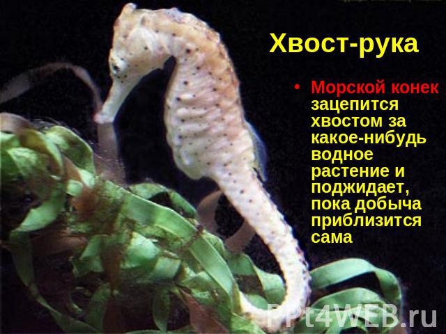 Хвост-рука Морской конек зацепится хвостом за какое-нибудь водное растение и поджидает, пока добыча приблизится сама