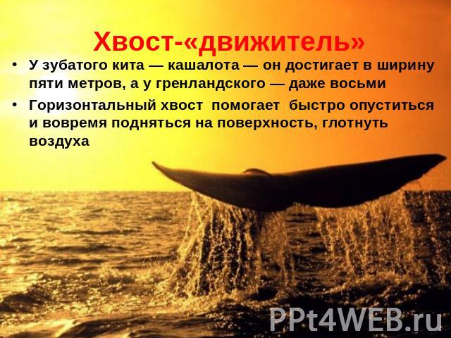 Хвост-«движитель» У зубатого кита — кашалота — он достигает в ширину пяти метров, а у гренландского — даже восьми Горизонтальный хвост помогает быстро опуститься и вовремя подняться на поверхность, глотнуть воздуха