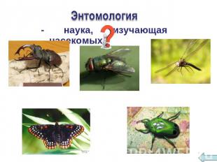 Энтомология - наука, изучающая насекомых