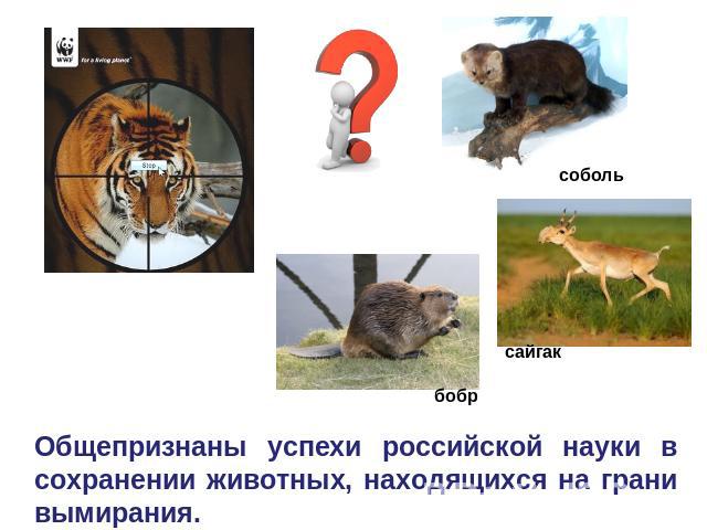 Общепризнаны успехи российской науки в сохранении животных, находящихся на грани вымирания.