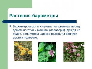 Растения-барометры Барометром могут служить посаженные перед домом ноготки и мал