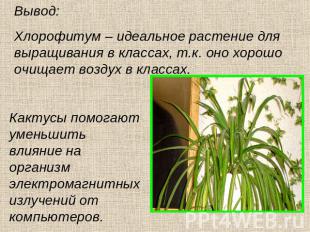 Вывод: Хлорофитум – идеальное растение для выращивания в классах, т.к. оно хорош