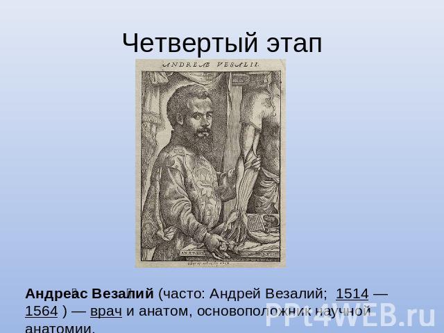Четвертый этап Андреас Везалий (часто: Андрей Везалий; 1514 — 1564 ) — врач и анатом, основоположник научной анатомии.