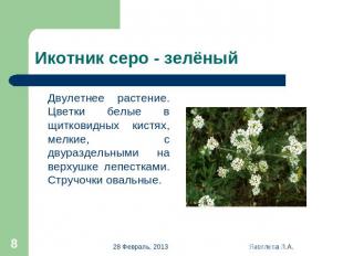 Икотник серо - зелёный Двулетнее растение. Цветки белые в щитковидных кистях, ме
