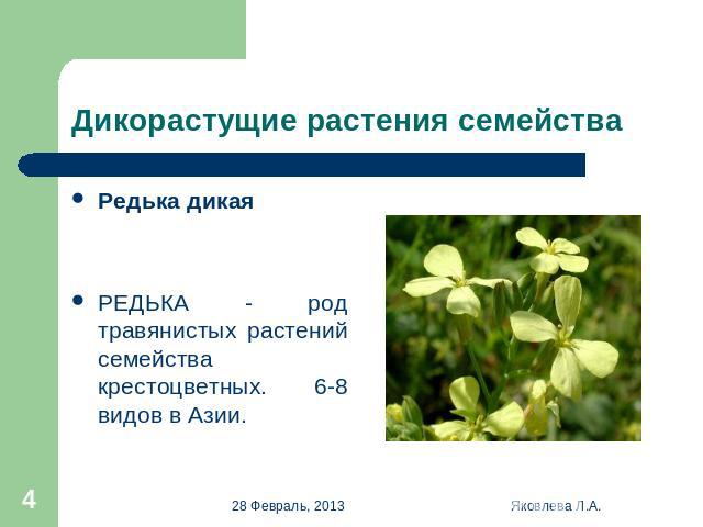 Дикорастущие растения семейства Редька дикая РЕДЬКА - род травянистых растений семейства крестоцветных. 6-8 видов в Азии.