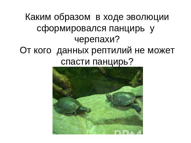 Каким образом в ходе эволюции сформировался панцирь у черепахи?От кого данных рептилий не может спасти панцирь?