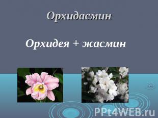Орхидасмин Орхидея + жасмин