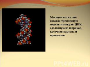 Месяцем позже они создали трехмерную модель молекулы ДНК, сделанную из шариков,