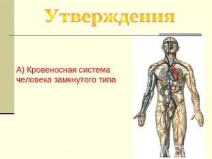 Утверждения А) Кровеносная система человека замкнутого типа