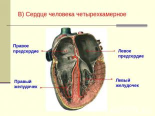 В) Сердце человека четырехкамерное Правое предсердие Правый желудочек Левое пред