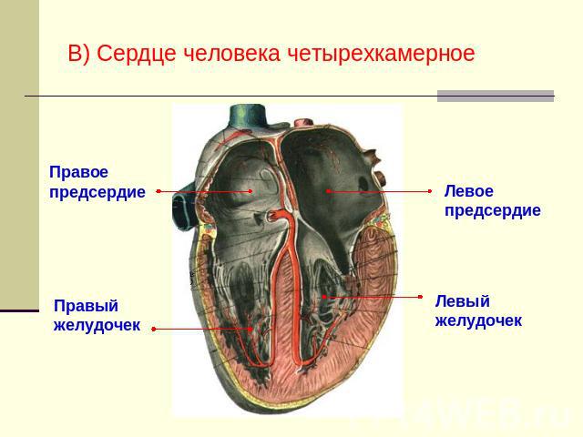 В) Сердце человека четырехкамерное Правое предсердие Правый желудочек Левое предсердие Левый желудочек