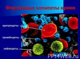Форменные элементы крови эритроциты тромбоциты лейкоциты