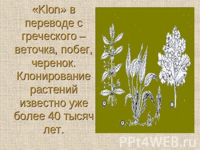 «Klon» в переводе с греческого – веточка, побег, черенок.Клонирование растений известно уже более 40 тысяч лет.
