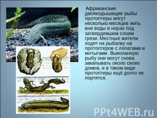 Африканские двоякодышащие рыбы протоптеры могут несколько месяцев жить вне воды