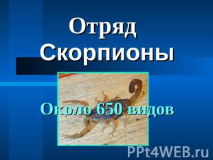 Отряд Скорпионы Около 650 видов