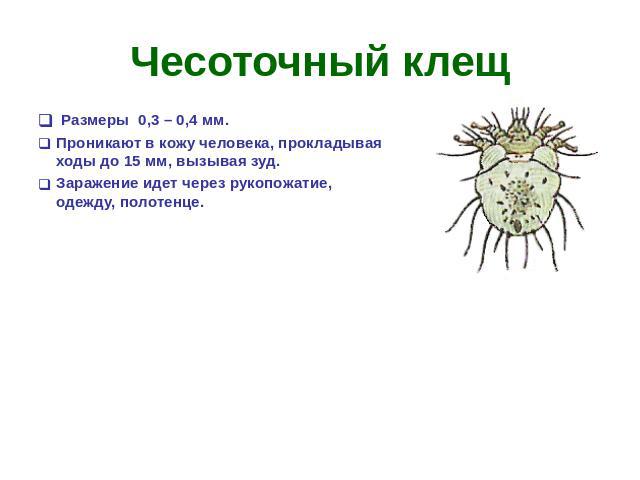 Чесоточный клещ Размеры 0,3 – 0,4 мм. Проникают в кожу человека, прокладывая ходы до 15 мм, вызывая зуд. Заражение идет через рукопожатие, одежду, полотенце.