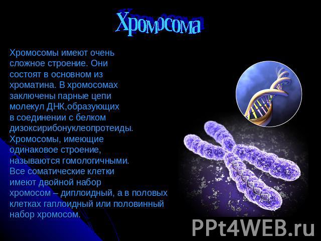 Хромосомы имеют очень сложное строение. Они состоят в основном из хроматина. В хромосомах заключены парные цепи молекул ДНК,образующих в соединении с белком дизоксирибонуклеопротеиды. Хромосомы, имеющие одинаковое строение, называются гомологичными.…