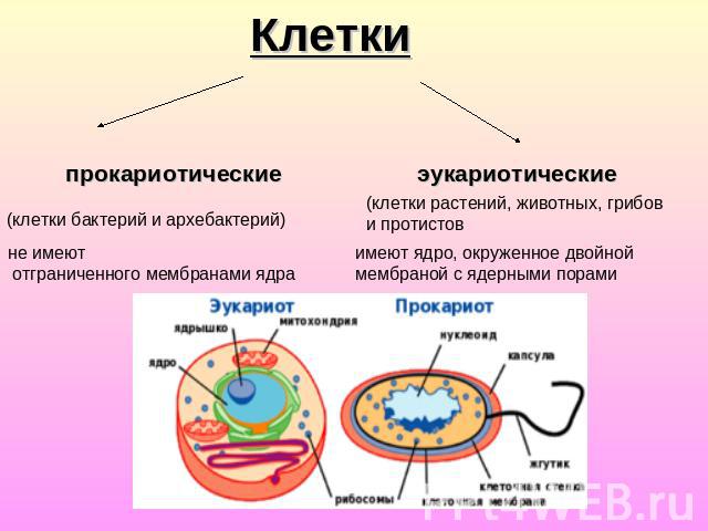 Клетки прокариотические (клетки бактерий и архебактерий) не имеют отграниченного мембранами ядра эукариотические клетки растений, животных, грибов и протистов имеют ядро, окруженное двойной мембраной с ядерными порами