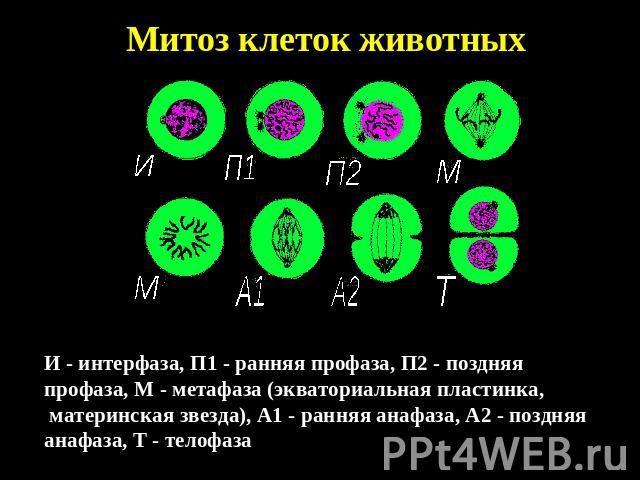 Митоз клеток животных И - интерфаза, П1 - ранняя профаза, П2 - поздняя профаза, М - метафаза (экваториальная пластинка, материнская звезда), А1 - ранняя анафаза, А2 - поздняя анафаза, Т - телофаза
