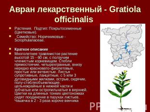Авран лекарственный - Gratiola officinalis Растения.  Подтип: Покрытосеменные (Ц
