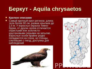 Беркут - Aquila chrysaetos Краткое описание Самый крупный орел региона: длина те