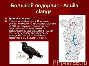Большой подорлик - Aquila clanga Краткое описание Самый мелкий из орлов Прикамья