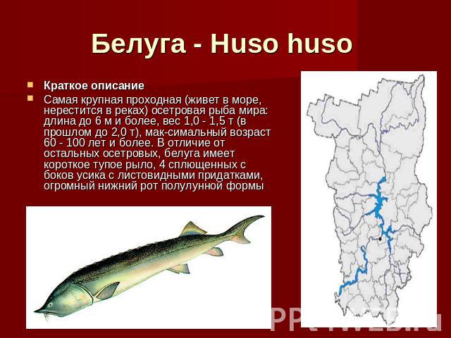 Белуга - Huso huso Краткое описание Самая крупная проходная (живет в море, нерестится в реках) осетровая рыба мира: длина до 6 м и более, вес 1,0 - 1,5 т (в прошлом до 2,0 т), мак-симальный возраст 60 - 100 лет и более. В отличие от остальных осетро…