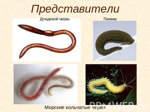 Представители Морские кольчатые черви