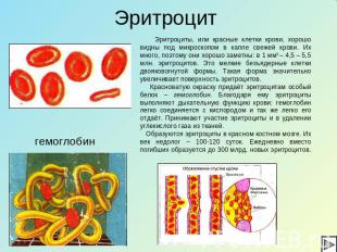 Эритроцит Эритроциты, или красные клетки крови, хорошо видны под микроскопом в к