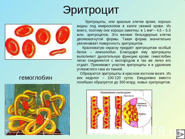 Эритроцит Эритроциты, или красные клетки крови, хорошо видны под микроскопом в капле свежей крови. Их много, поэтому они хорошо заметны: в 1 мм3 – 4,5 – 5,5 млн. эритроцитов. Это мелкие безъядерные клетки двояковогнутой формы. Такая форма значительн…