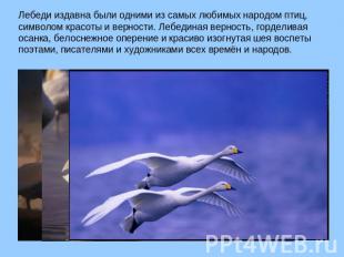 Лебеди издавна были одними из самых любимых народом птиц, символом красоты и вер