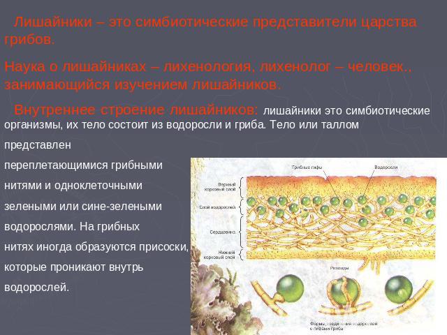Лишайники – это симбиотические представители царства грибов. Наука о лишайниках – лихенология, лихенолог – человек., занимающийся изучением лишайников. Внутреннее строение лишайников: лишайники это симбиотические организмы, их тело состоит из водоро…